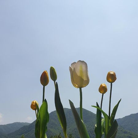 Crone B&B Tulipano מראה חיצוני תמונה