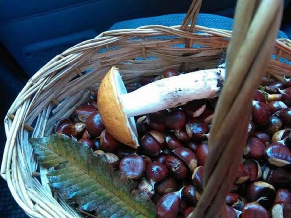 Crone B&B Tulipano מראה חיצוני תמונה